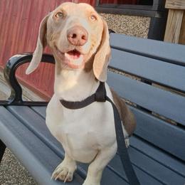 Bentley - Dachshund