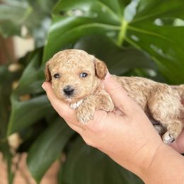 Phoenix - Apricot female Poodle puppy in Wharton, Texas from In the Red Poodles