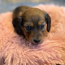 Ophelia - Red female Dachshund puppy in West Plains, Missouri from Little Legs Legacy