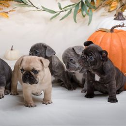 French Bulldog Puppies from Wilson Frenchies