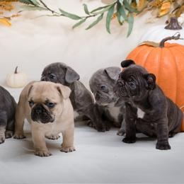 French Bulldog Puppies from Wilson Frenchies