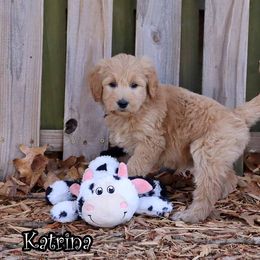 Katrina - Apricot female Goldendoodle puppy in Lebanon, Missouri from Knapp's Paw Prints