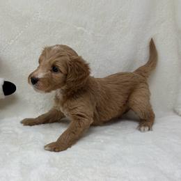 Walt - Apricot male Goldendoodle puppy in Casselberry, Florida from My Little Doodle