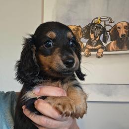 Dolly - Black and tan female Dachshund puppy in El Paso, Texas from Mells Weenies