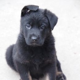 Boy 2 - German Shepherd puppy in El Sobrante, California from Zwinger vom Patiala