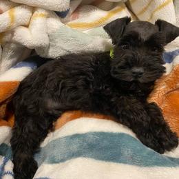Forest - Green collar (Male black with white chest -small - Black male Miniature Schnauzer puppy in Ravensdale, Washington from Serenity Schnauzers