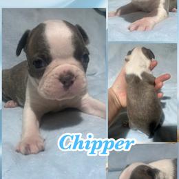 Chipper - Blue male Boston Terrier puppy in Brazos Point, Texas from TX Southern Belle Bostons