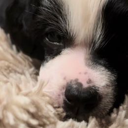 Boy 1 - Chinese Crested puppy from Show Style Chinese Cresteds