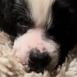 Boy 1 - Chinese Crested puppy from Show Style Chinese Cresteds