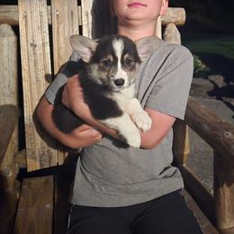 Brown Collar Male - Black and tan male Pembroke Welsh Corgi puppy in Tenino, Washington from LoneStar Corgis NW