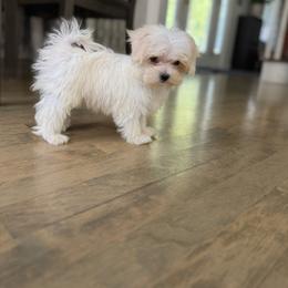 Purple collar - White female Maltese puppy in Massachusetts from Happy Tail Yorkies and Maltese