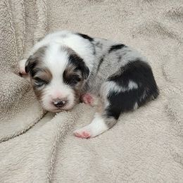 Nickel - Blue merle male Miniature American Shepherd puppy in Springfield, Missouri from Sunrock Kennel