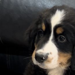 Bernese Mountain Dogs from Great Basin BMD