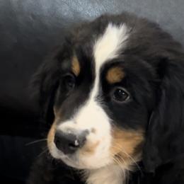 Bernese Mountain Dogs from Great Basin BMD