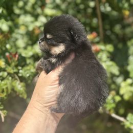 Mack - Black and tan male Pomeranian puppy in Newport Beach, California from Exotic City Pomeranians and chihuahuas