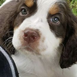 English Springer Spaniel Puppies from River’s Edge ~ English Springer Spaniels