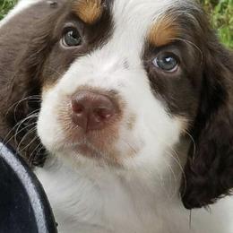 English Springer Spaniel Puppies from River’s Edge ~ English Springer Spaniels