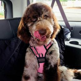 Oreo - Goldendoodle