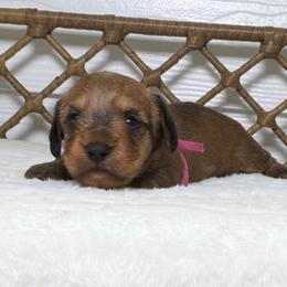 Eleven - Red female Dachshund puppy in Sulphur Springs, Texas from Waggin Beach Paradise Doxies