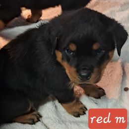 Boy 3 - Black and mahogany male Rottweiler puppy in De Witt, Iowa from Irish Eyes Kennels