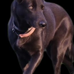 German Shepherds from Home Grown Shepherds