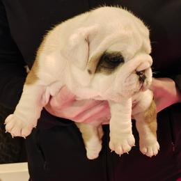 Girl 1 - Red and white female Bulldog puppy in Salina, Kansas from Big Pine Bulldogs