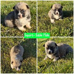 Squirt - Sable male Pembroke Welsh Corgi puppy in Aberdeen, Washington from Coastal country Farms