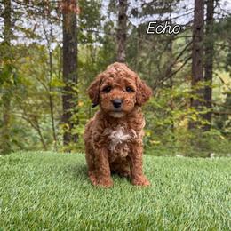 Echo - Red  male Goldendoodle puppy in Roseburg, Oregon from Dbos Furry Friends