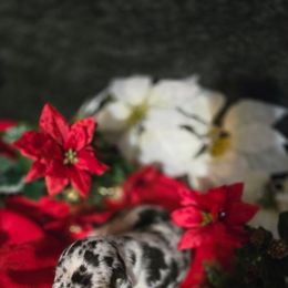 Sampson - Harlequin male Great Dane puppy in Gainesville, Georgia from DeBruce Danes