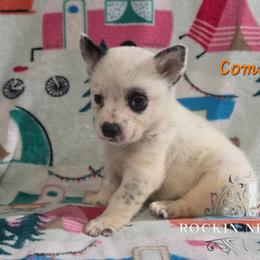 Comet - Blue male Australian Cattle Dog puppy in Silsbee, Texas from Rockin ND Ranch