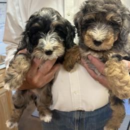 Bernedoodle puppies from Yellowstone Breeders
