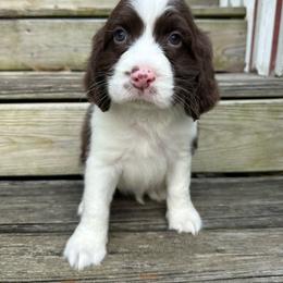 Cody Johnson - Liver and white male English Springer Spaniel puppy in Cookeville, Tennessee from Krossroads Kennel