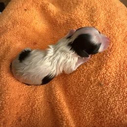 Boy 2 - male Havanese puppy in Hudson, New York from Havanese of Claverack and Hudson Valley Labradors