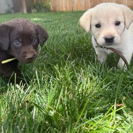 Brown collar yellow male - Yellow male Labrador Retriever puppy in Moore, Oklahoma from Okiehuntinboyz Labrador Retrievers