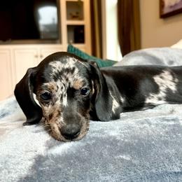 Girl 3 - Dapple female Dachshund puppy in Hollidaysburg, Pennsylvania from Weenie Bros