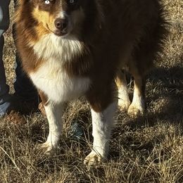 Fancy - Red tri female Miniature Australian Shepherd puppy in Kim, Colorado from KNJ Aussies