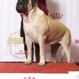 Mastiffs from Warlords Mastiffs