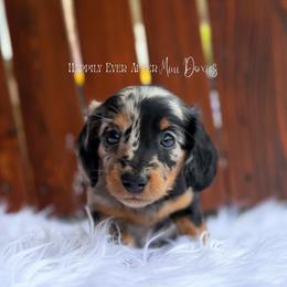 Alexander - Dapple male Dachshund puppy in Robesonia, Pennsylvania from Happily Ever After’s Puppies