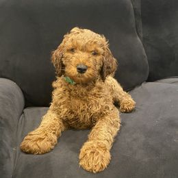 Poodle Puppies from Shamrock’s Poodles