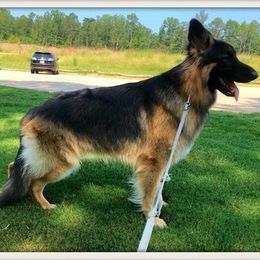 German Shepherds from Kingdom Shepherds
