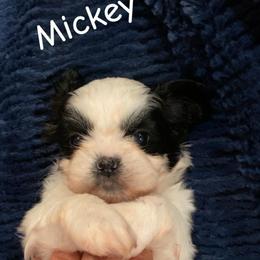 Boy 4 - Black and white male Shih Tzu puppy in Bauxite, Arkansas from TnT Shih Tzu