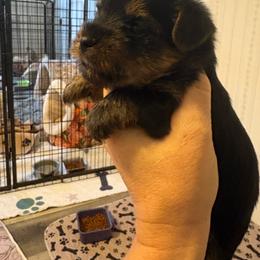 Billy - Black and tan male Yorkshire Terrier puppy in Lamar, Missouri from RJ’S Classy Yorkies