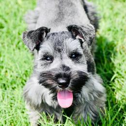 Miniature Schnauzer Puppies from Fraizer Farms