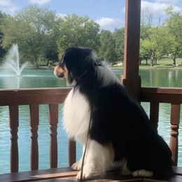 Australian Shepherds from Wilwood K9 Academy @ WWK9