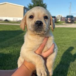 Rose - Yellow female Labrador Retriever puppy in Garnett, Kansas from Timberland Creek Labradors