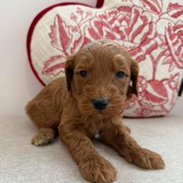 Red collar boy - Red  male Goldendoodle puppy in Ridgewood, New Jersey from Jessie’s Doodles