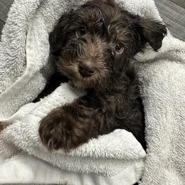 Miniature Schnauzer Puppies from Larsen’s Adorable Pups