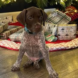 German Shorthaired Pointers from Tiner GSP’s LLC