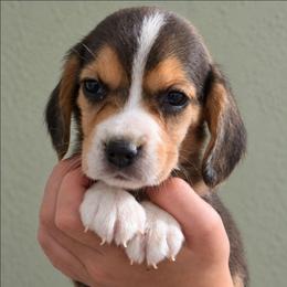 Oz - Blue tan and white male Beagle puppy in Lake City, Florida from Sunkissed Beagles