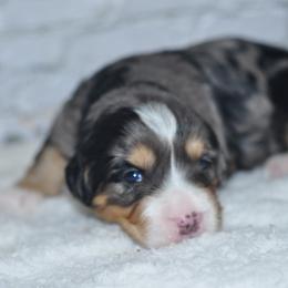 Comet - Blue merle male Bernedoodle puppy in Moulton, Iowa from Shondel Puppy Paws
